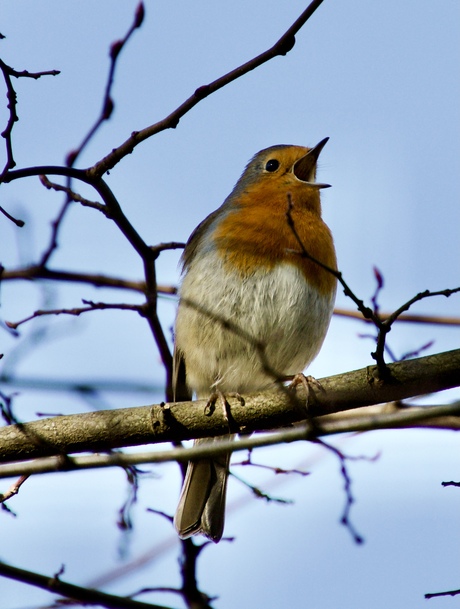 Zingende roodborst