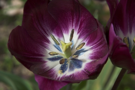 Tulp in de Pyreneeen