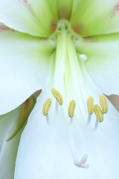 Amaryllis Variaties 1