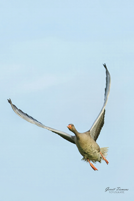 Landing Grauwe gans