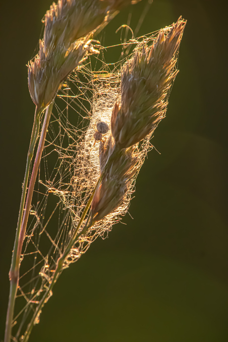 Spinnetje in riet