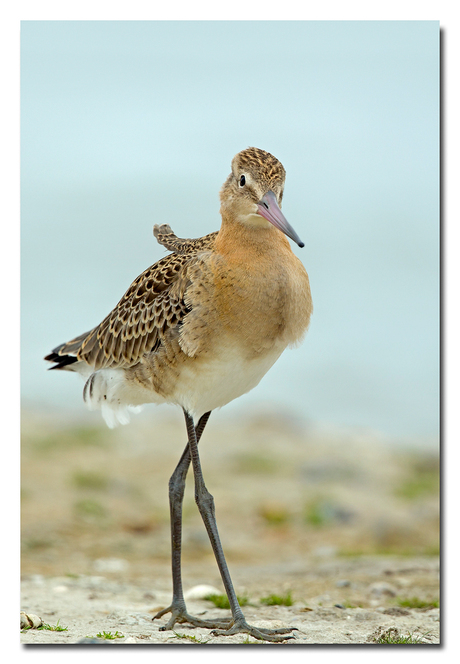 Juveniele grutto