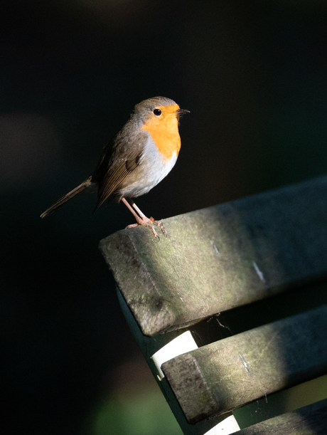 Roodborst