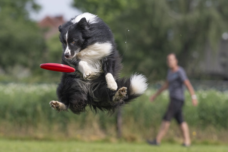 hondenfrisbee