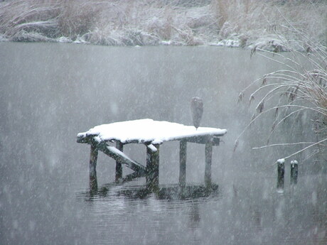 Reiger in de Sneeuw