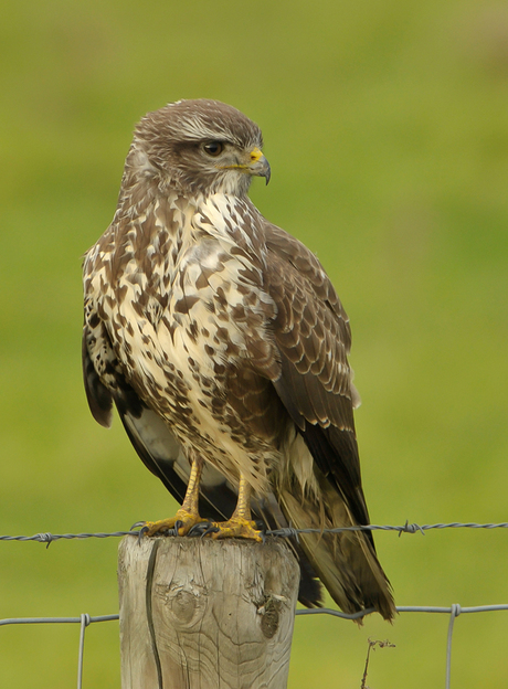 Buizerd