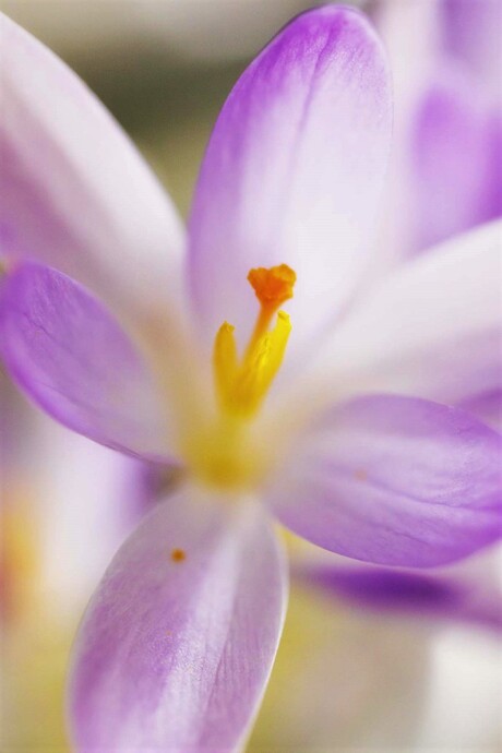 Het kleine uit de Krokus