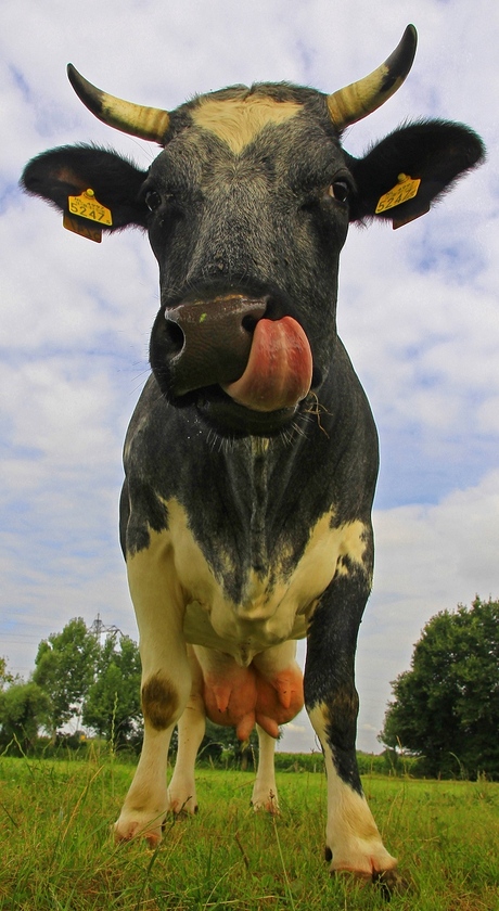 Geen melk vandaag