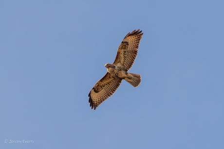 he was eyeballing me.... buizerd 