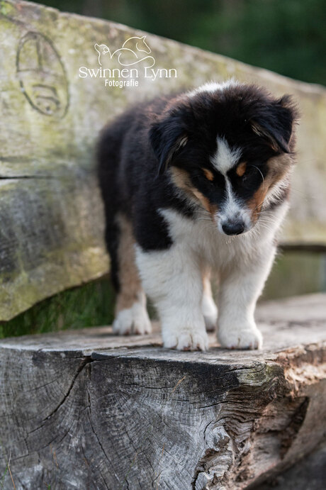 australische herders puppy