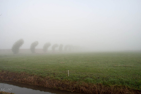 Autumn Fog Three.jpg