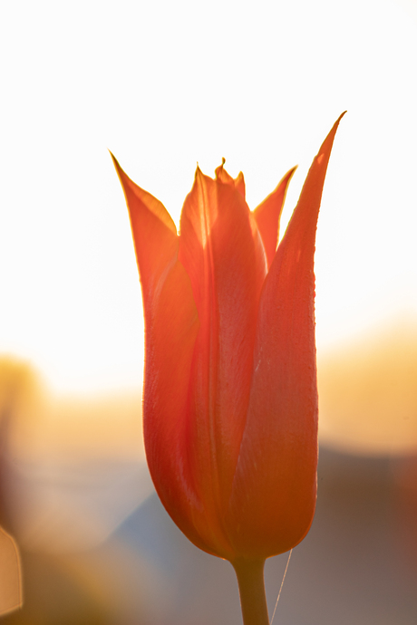 Tulp met ondergaande zon