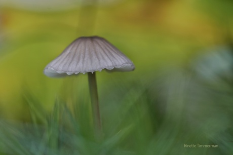 Mycena