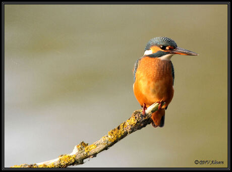 IJsvogel