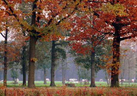 Koeien in herfst