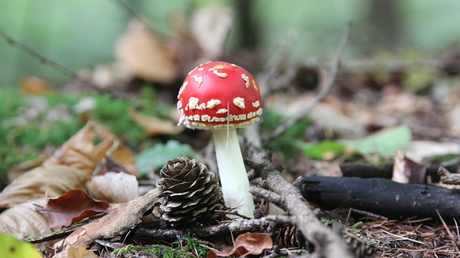 Rood met witte stippen