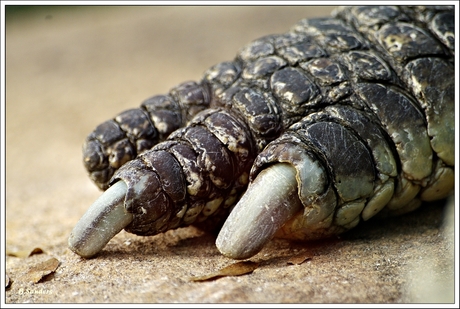 Krokodillen nagels...