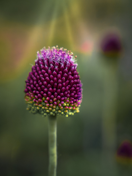 Allium