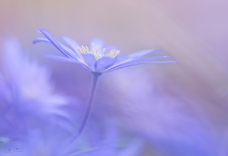 Tweeluik Oosterse anemoon 