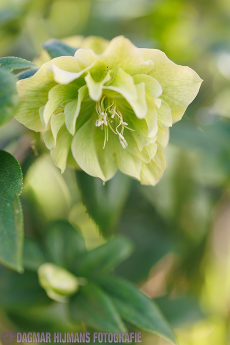 Touch of Green