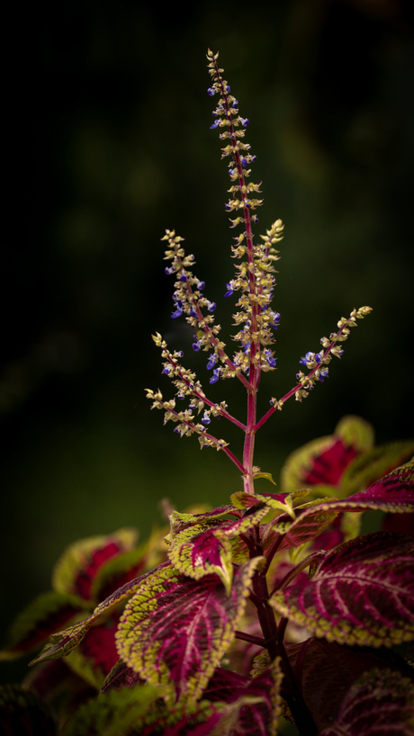 Bloemen op Madeira.