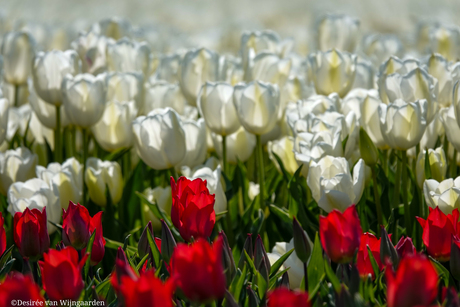 Tulpentijd in de Hoeksche Waard 🌷🌷🌷