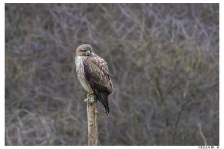 Buizerd