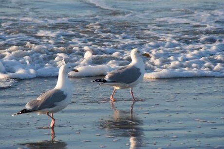 Meeuwen op het strand