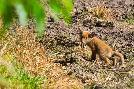 Jong vosje doet zijn/haar behoefte