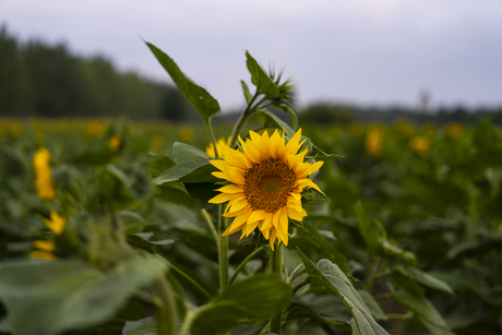 Sunny side of a cloudy evening