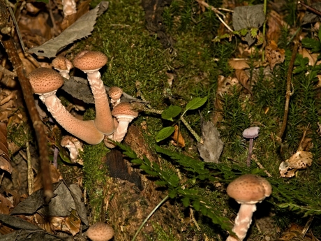 Paddenstoelen in Gunderath, 13.