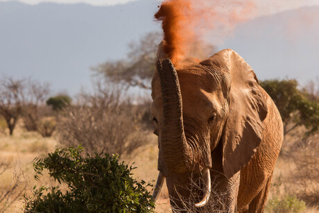 Dust Shower