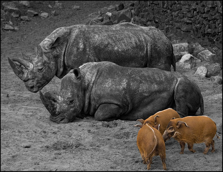 Dierenpark Emmen