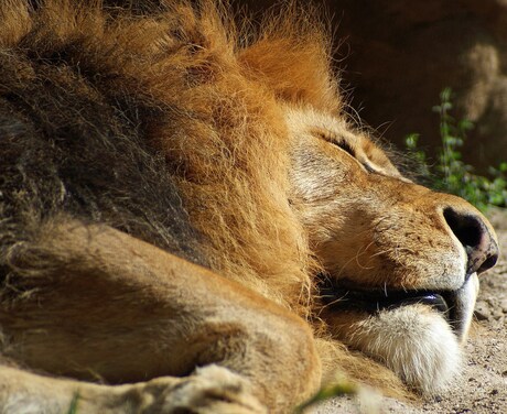leeuwen koning