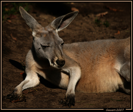 Kangaroo!