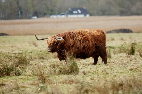 Schotse Hooglander