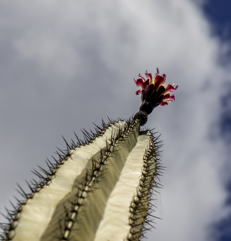Eenzame cactusbloem