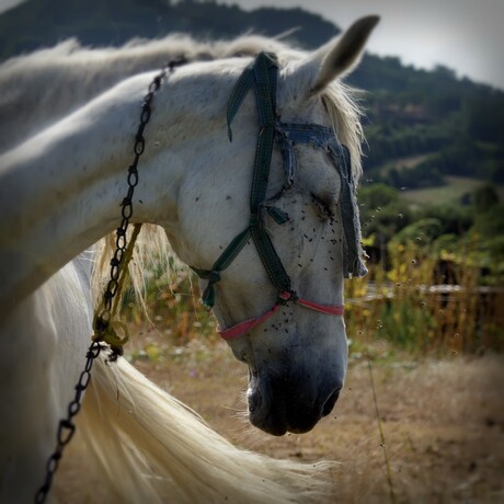 paard op Cyprus