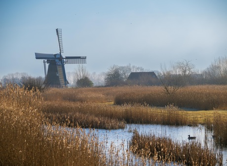 Hollands plaatje