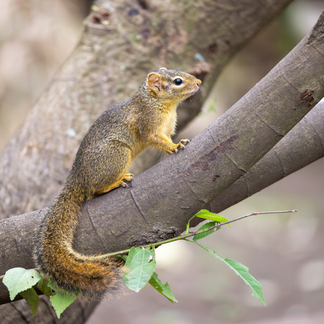 Ochre Bush Squirrel
