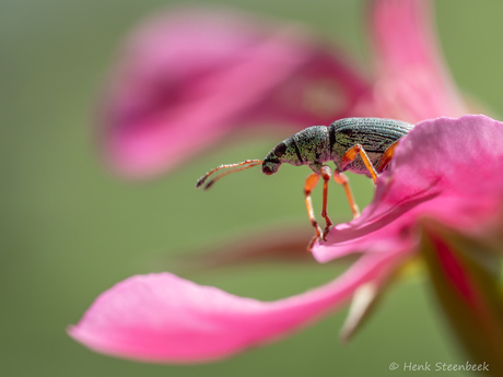 Zijdeglansbladsnuitkever