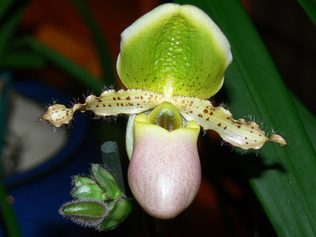 Orchidee8