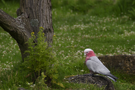 roze kakatoe