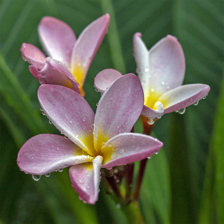 plumeria
