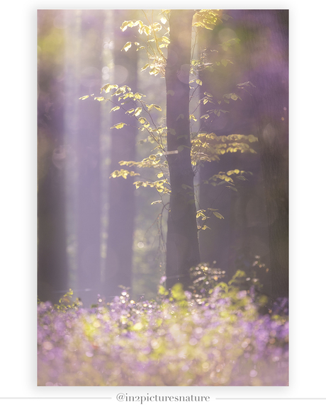 Magie in het Hallerbos