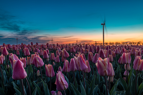 tulpen tulpen en nog eens tulpen 