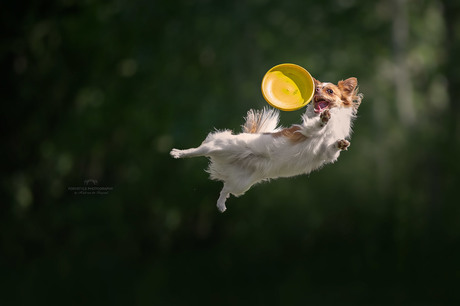 Flying Chihuahua