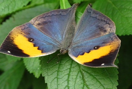 Prachtige vlinder in vlindorado