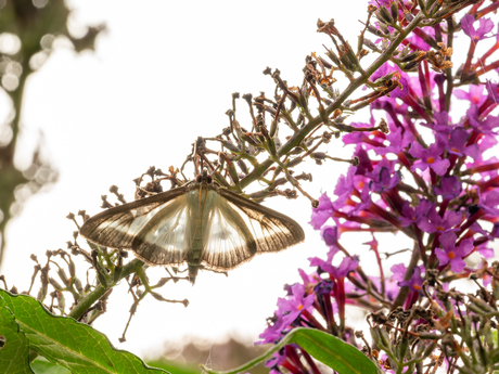 Buxusmot (Cydalima perspectalis)