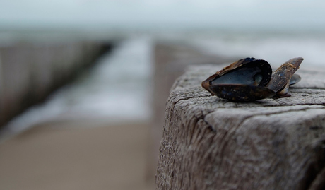 Zeeuwse mossel